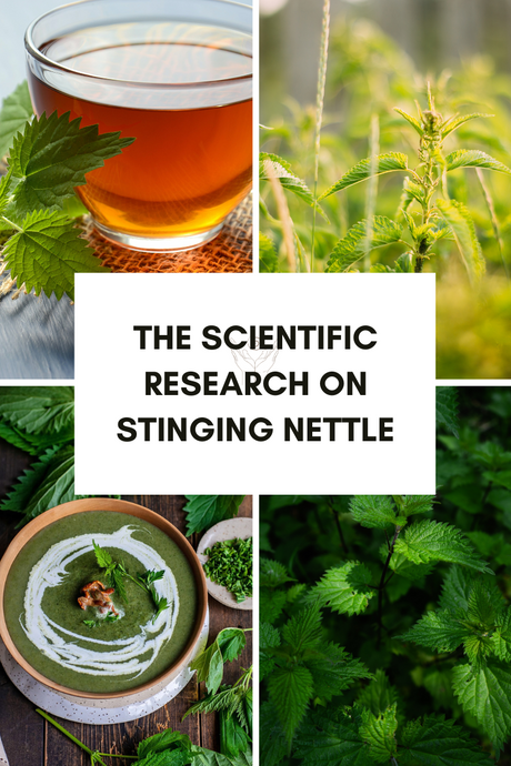 The Scientific Research on Stinging Nettle