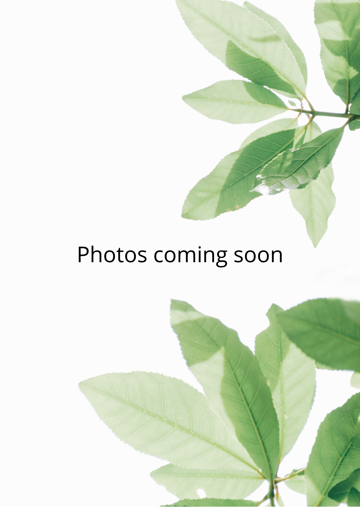 Getrocknete Goldrute