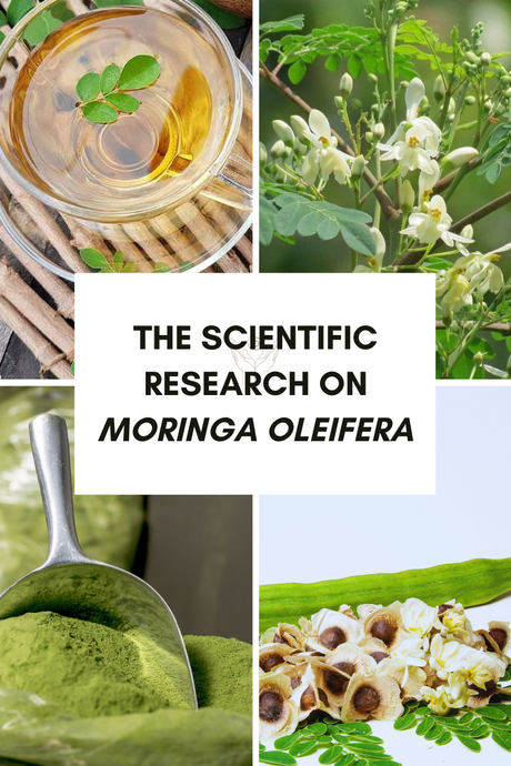 The Scientific Research on Moringa Oleifera