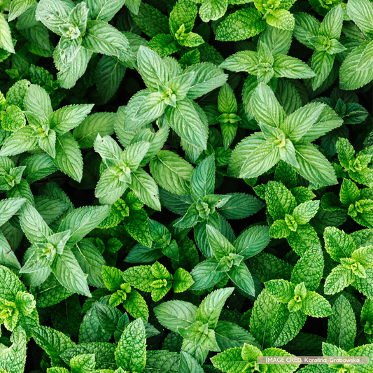 Fresh peppermint leaves. Twowardsthreedom.com